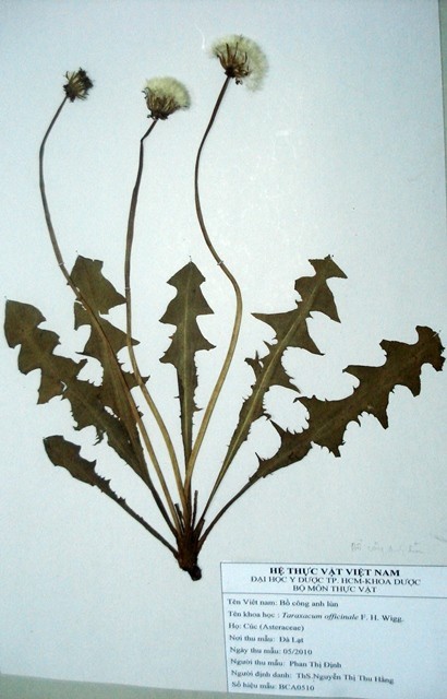 Tiêu bản: