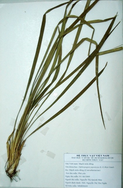 Tieu bản: