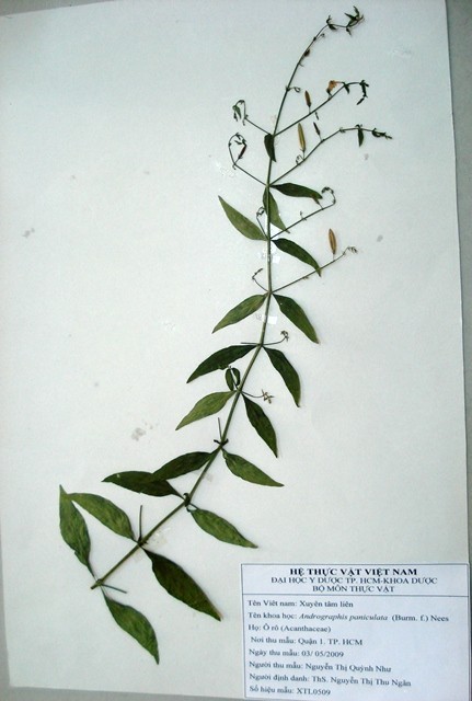 Tiêu bản: