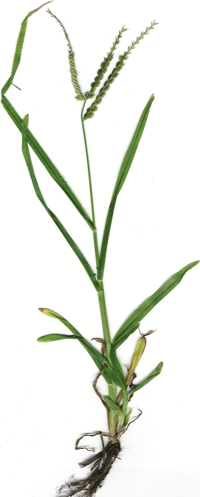 Thông tin hình ảnh cây Cỏ Mần Trầu