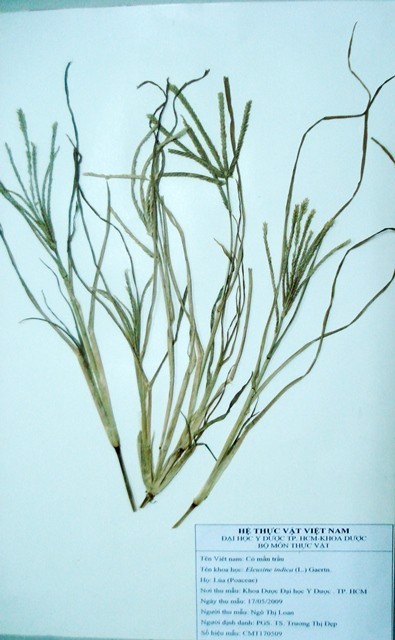 Tiêu bản
