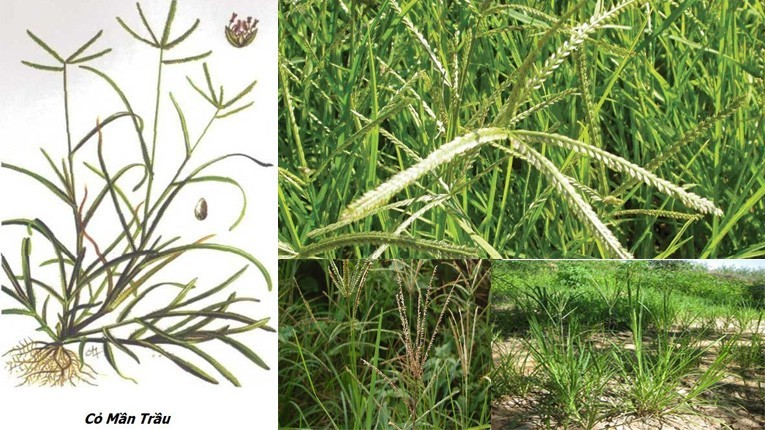 Tác dụng của cỏ mần trầu với sức khỏe