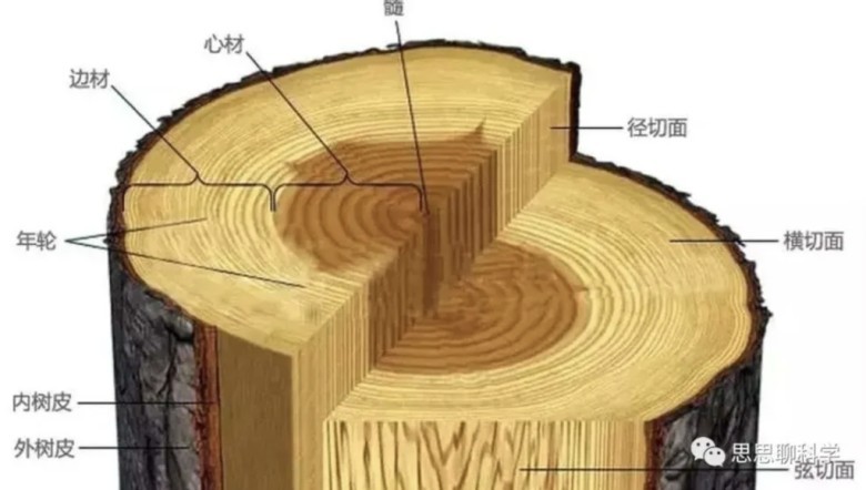 3. Không phải cây Kim Tơ Nam Mộc nào cũng cho gỗ có tơ vàng