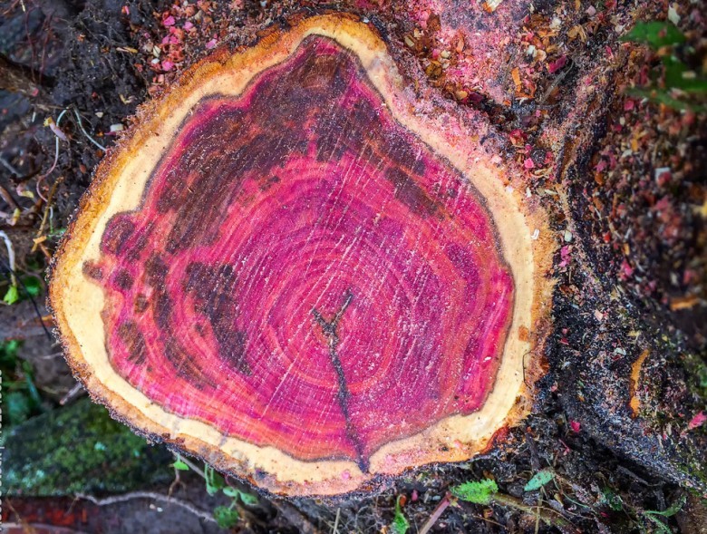 2. Pink Ivory được sử dụng trong nhạc cụ