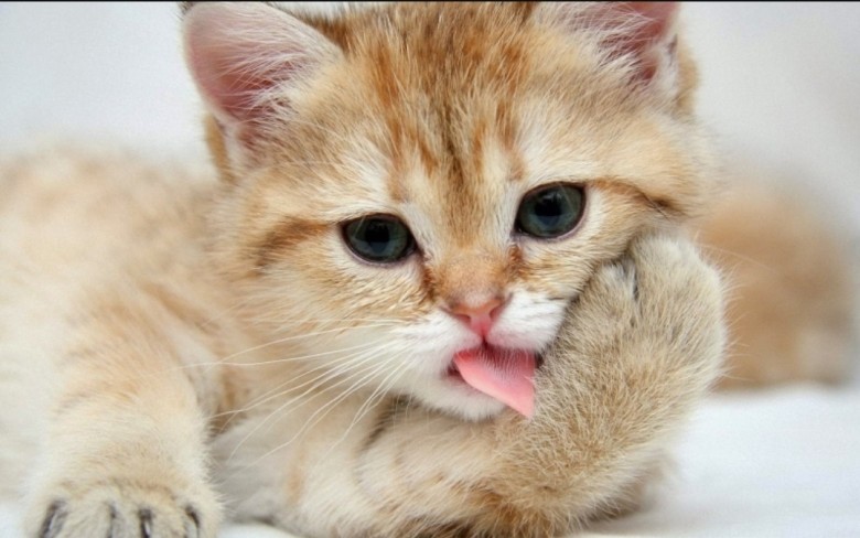 Chi tiết tử vi tuổi Mão theo từng năm sinh năm 2023