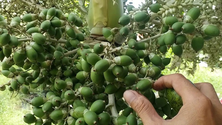 Người Việt Nam mang đi xuất khẩu