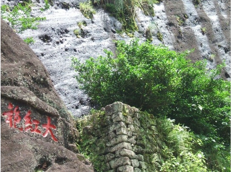 Loại cây có tên "Đại Hồng Bào"