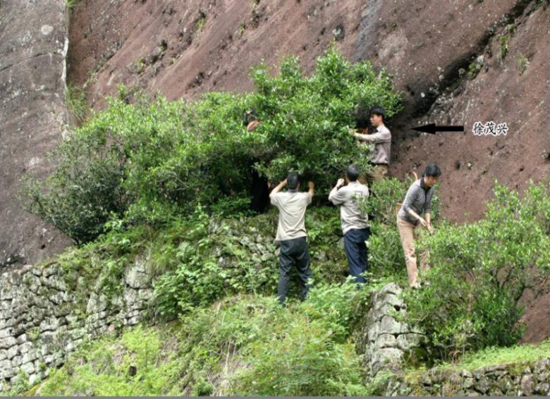 Vì sao loại cây trà Đại Hồng Bào Vũ Di Sơn lại được ưa chuộng và săn đón như vậy?