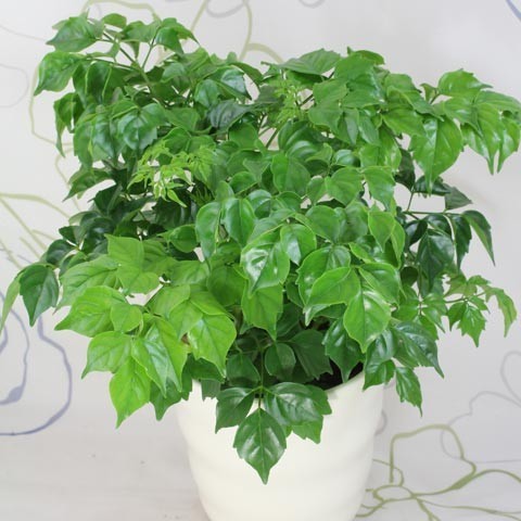 Xem hình ảnh cây