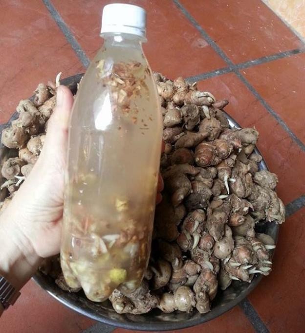 Bài mới cập nhật về vị thuốc: Cây địa liền là vị thuốc quý chữa đau nhức xương khớp và một số bệnh lý liên quan đến đường tiêu hóa như đầy bụng, chậm tiêu, đau bụng...