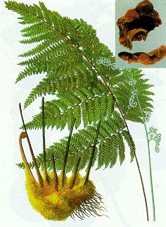 Cẩu tích bổ thận, cường gân cốt [Bổ thận khoẻ lưng, Trừ thấp giảm đau, Món ăn - bài thuốc có cẩu tích]