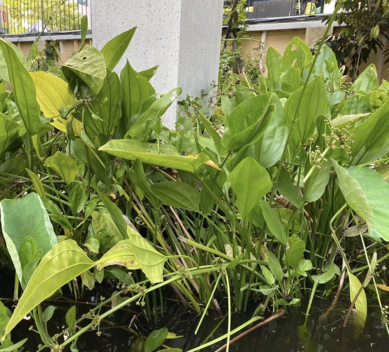 Thông tin mô tả Cây Trạch tả –Alisma plantago-aquatica , Alismataceae
