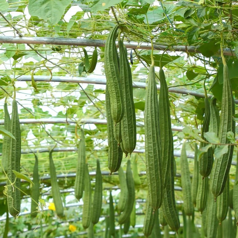 Công dụng của cây mướp khía