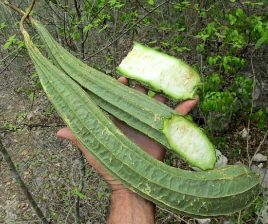 Bài thuốc trị bệnh từ mướp khía