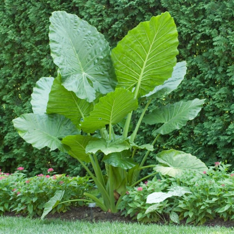 Đặc điểm của cây ráy
