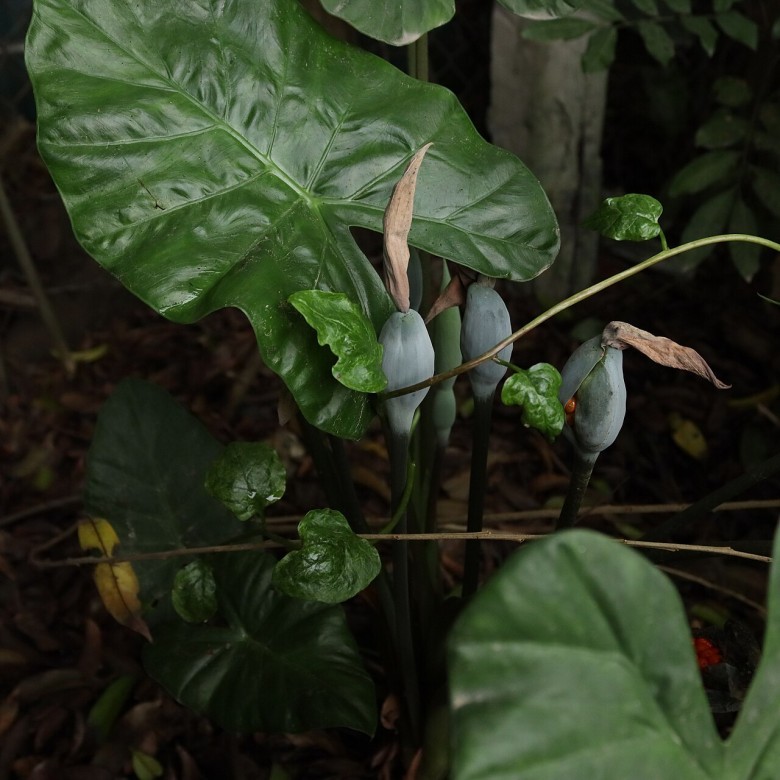Tác dụng của củ ráy