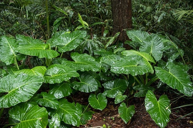 NGHIÊN CỨU TÁC DỤNG CHỐNG VIÊM CẤP CỦA CAO LỎNG RÁY DẠI (Alocasia odora K. Koch) TRÊN THỰC NGHIỆM