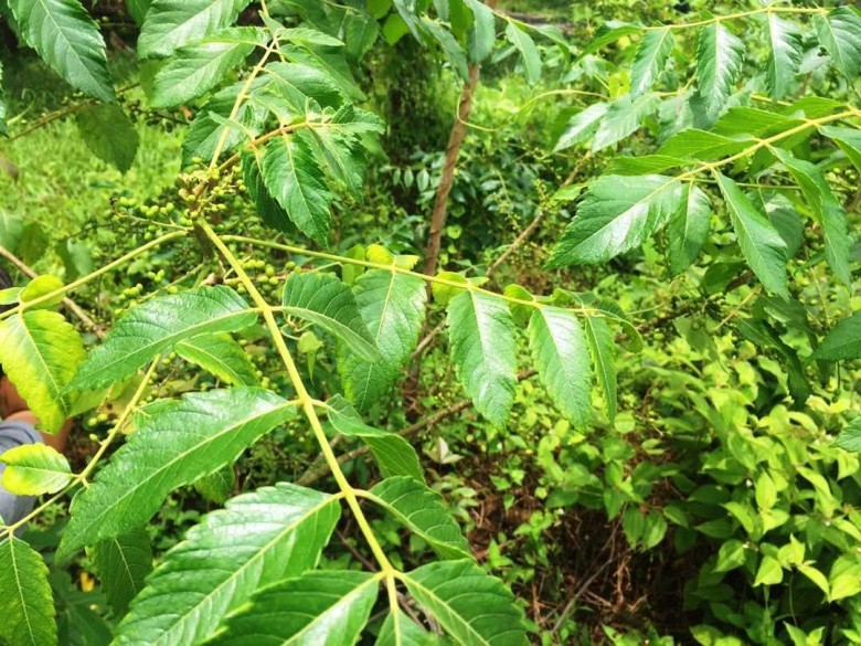 Công năng chủ trị của nha đạm tử