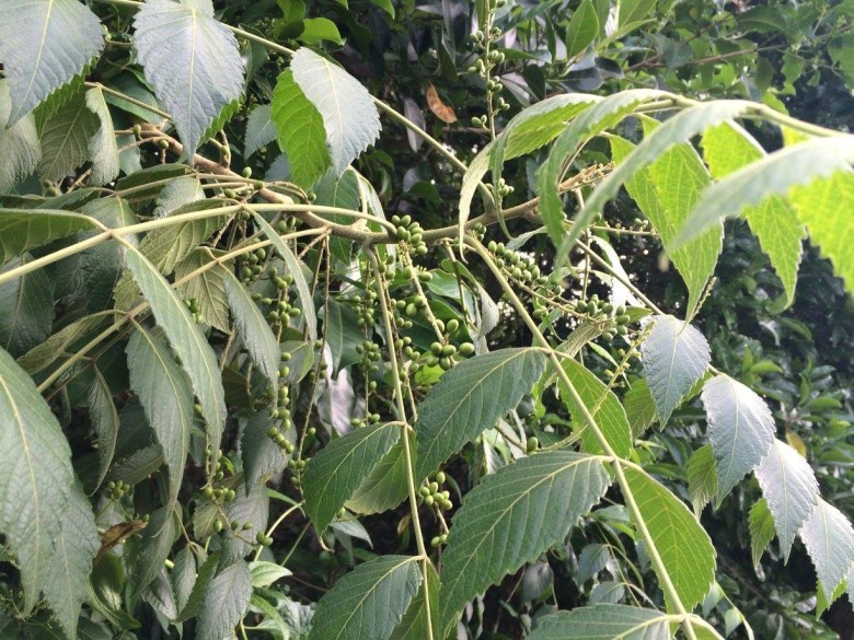 Nha đảm tử –Brucea javanica , Simaroubaceae