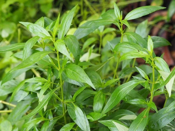 Bài thuốc có xuyên tâm liên chữa bệnh đường hô hấp