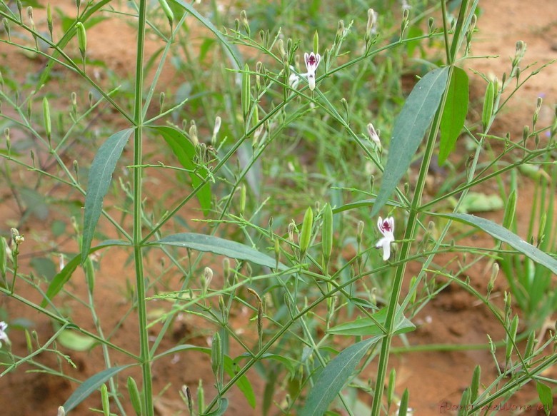 Thông tin cây thuốc (Xuyên tâm liên-Andrographis paniculata , Acanthaceae)