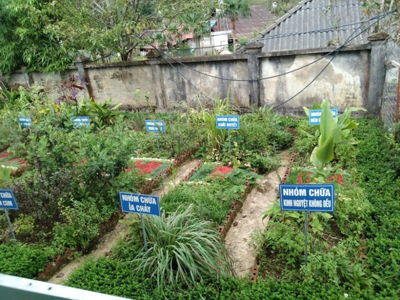 Lựa Chọn Cây Thuốc Nam