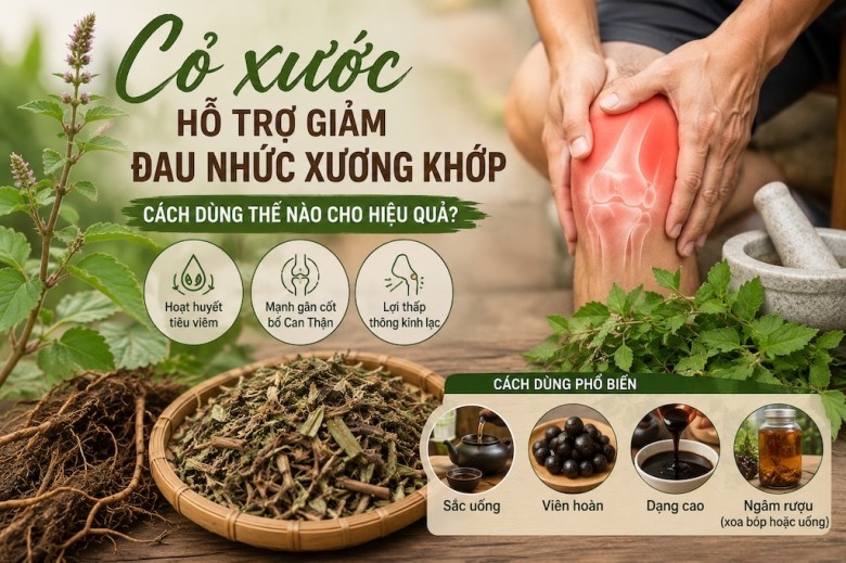 Cỏ xước là cây gì?