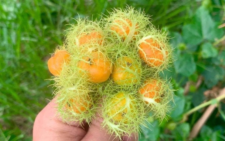 1. Hỗ trợ thư giãn và cải thiện giấc ngủ