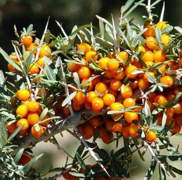 Những nghiên cứu trước đây về lá hắc mai biển