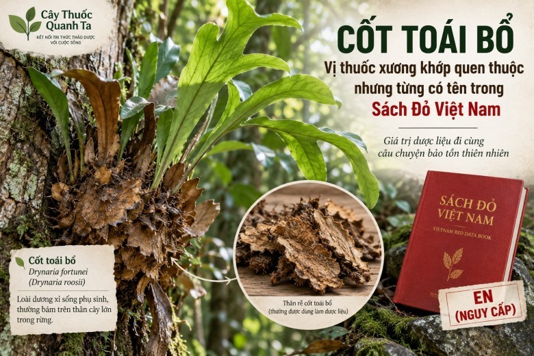 Cốt toái bổ: Vị thuốc xương khớp từng có tên trong Sách Đỏ