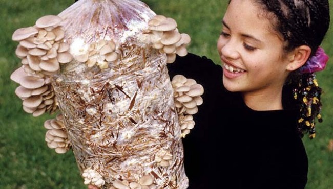 Chính sách đặc thù về giống, vốn và công nghệ trong phát triển nuôi trồng, khai thác dược liệu