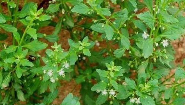 Cây Cam Thảo Đất tác dụng và cách dùng chữa bệnh