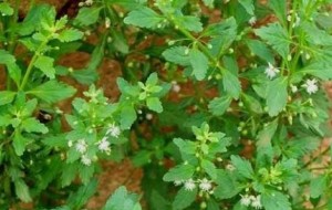 Cây Cam Thảo Đất tác dụng và cách dùng chữa bệnh