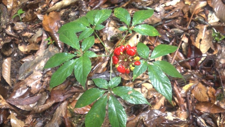 Bảo tồn và phát triển cây Sâm Ngọc Linh, Quảng Nam