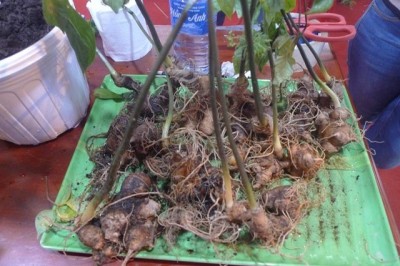 Cách phân biệt Sâm Ngọc Linh thật giả