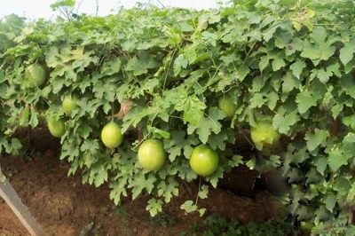 Cây Qua lâu hỗ trợ điều trị ung thư đại trực tràng