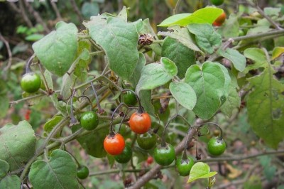 Cây dược liệu cây Cây Dây toàn, Cà Đắng Ngọt - Solanum Lyratum