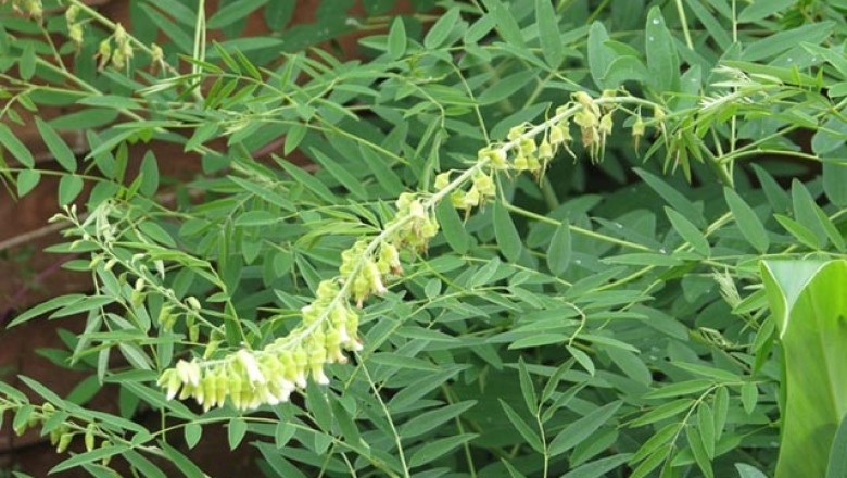 Cây dược liệu cây Khổ sâm cho rễ - Sophora flavescens Ait
