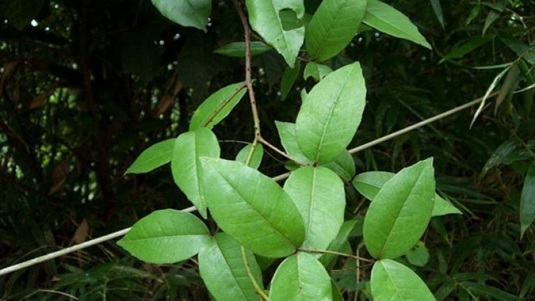 Cây dược liệu cây Xuyên Tiêu - Zanthoxylum Nitidum
