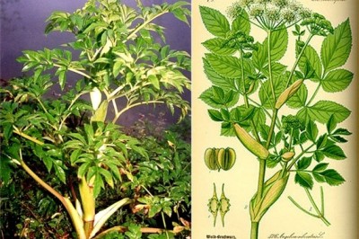 Cây dược liệu cây Bạch chỉ - Angelica dahurica