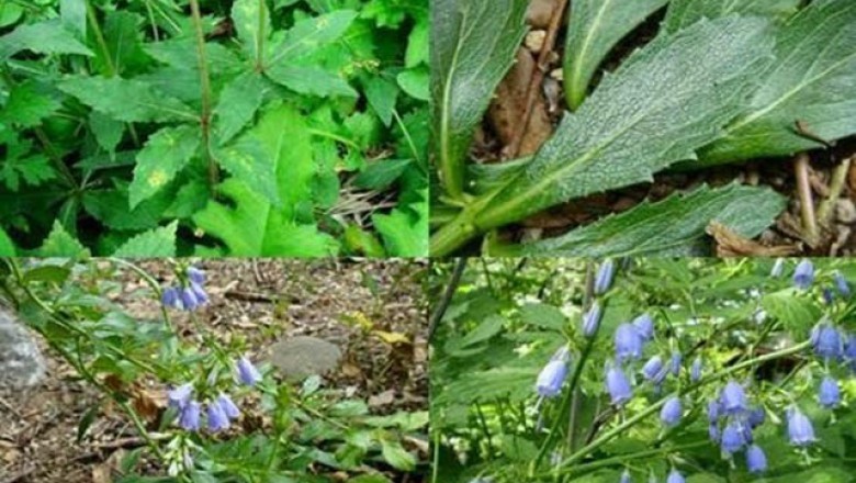 Cây dược liệu cây Nam sa sâm - Adenophora tetraphylla