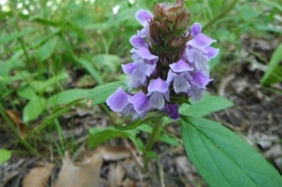 Cây dược liệu cây Hạ khô thảo - Prunella vulgaris