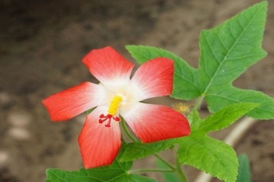 Cây dược liệu cây Sâm bố chính - Abelmoschus Sagittifolius