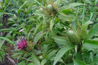 Cây dược liệu cây Bạch truật - Atractylodes macrocephala
