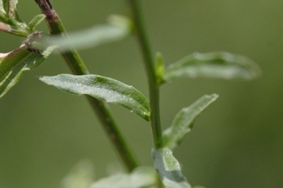 Cây dược liệu Cây Sâm Ruộng - Wahlenbergia Marginata