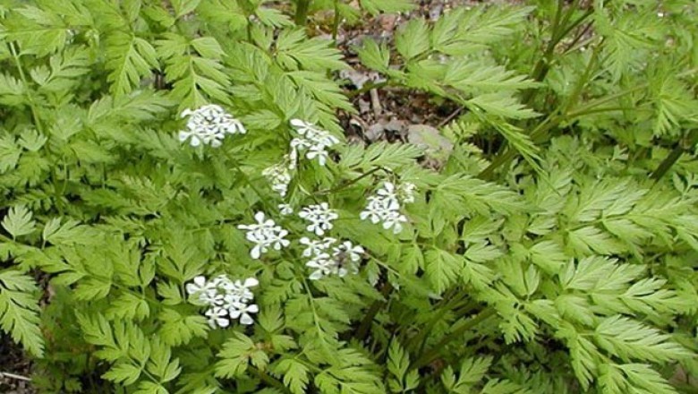 Cây dược liệu cây Xuyên Khung - Ligusticum wallichii Franch