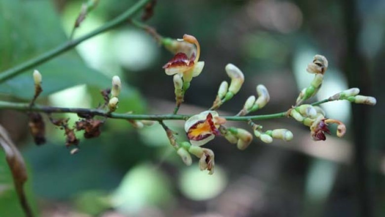 Cây dược liệu cây Riềng rừng - Alpinia conchigera