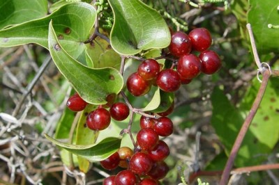 Cây dược liệu Cây Thổ Phục Linh - Smilax Glabra