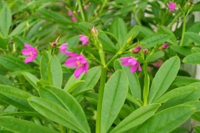 Cây dược liệu cây Thổ nhân sâm - Talinum patens
