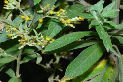 Cây dược liệu Cây Ðại bi - Blumea balsamifera